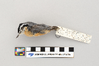 Sitta canadensis image