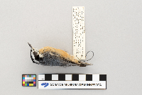 Sitta canadensis image