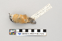 Sitta canadensis image