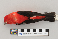Piranga olivacea image