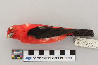 Piranga olivacea image