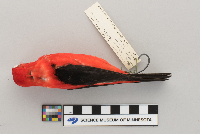 Piranga olivacea image