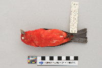 Piranga olivacea image