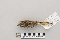 Melospiza melodia image