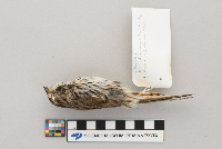Melospiza melodia image