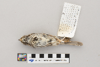 Melospiza melodia image
