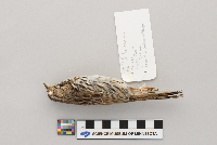 Melospiza melodia image