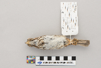 Melospiza melodia image