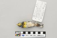 Image of Parula americana