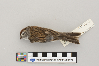 Spizella passerina image