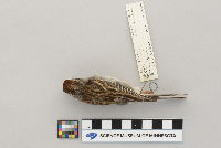 Spizella passerina image