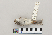 Spizella passerina image