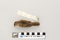 Cistothorus platensis image