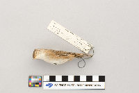 Cistothorus platensis image
