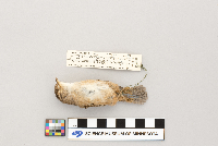 Cistothorus platensis image