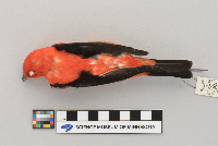Piranga olivacea image
