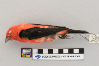 Piranga olivacea image