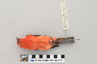Piranga olivacea image