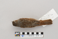 Passerella iliaca image