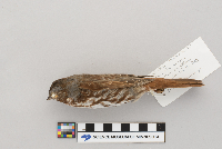Passerella iliaca image