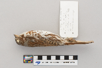 Passerella iliaca image