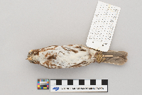 Passerella iliaca image