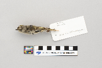 Regulus satrapa image