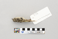 Regulus satrapa image