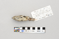 Regulus satrapa image