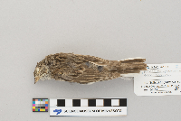 Pooecetes gramineus image