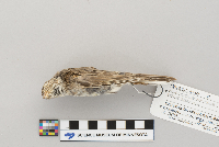 Pooecetes gramineus image