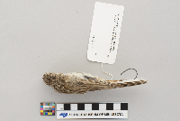 Pooecetes gramineus image