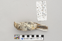 Pooecetes gramineus image
