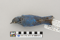Sialia currucoides image