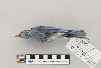 Sialia currucoides image