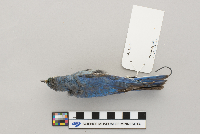 Sialia currucoides image