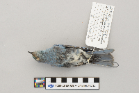 Sialia currucoides image