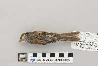 Spizella pusilla image