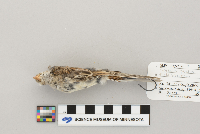 Spizella pusilla image