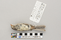 Spizella pusilla image