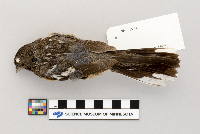 Pipilo erythrophthalmus image