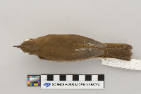 Catharus fuscescens image