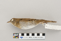 Catharus fuscescens image