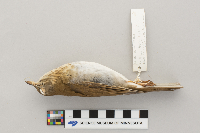 Catharus fuscescens image