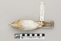 Catharus fuscescens image