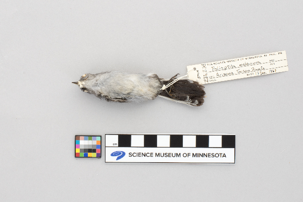 Polioptila melanura image