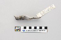 Polioptila melanura image