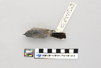 Polioptila melanura image