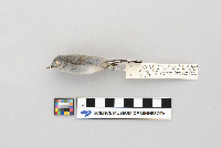 Polioptila melanura image