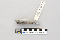 Polioptila melanura image